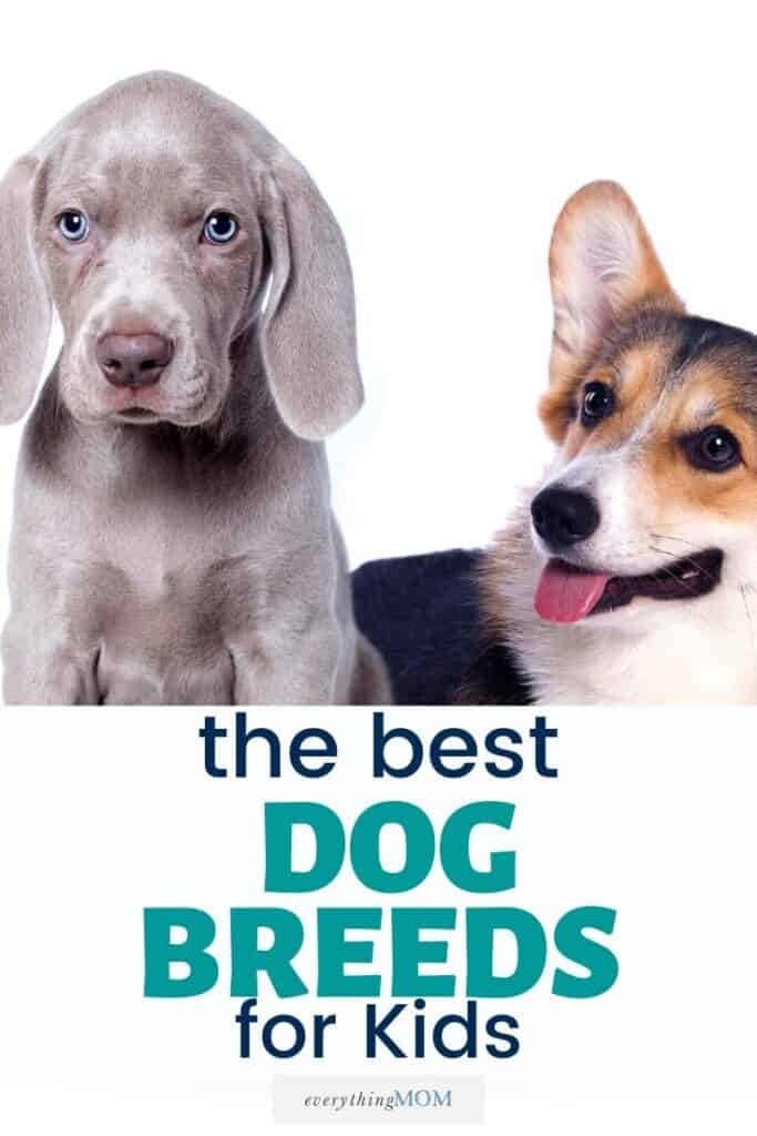 The Best Dog Breeds for Kids | EverythingMom