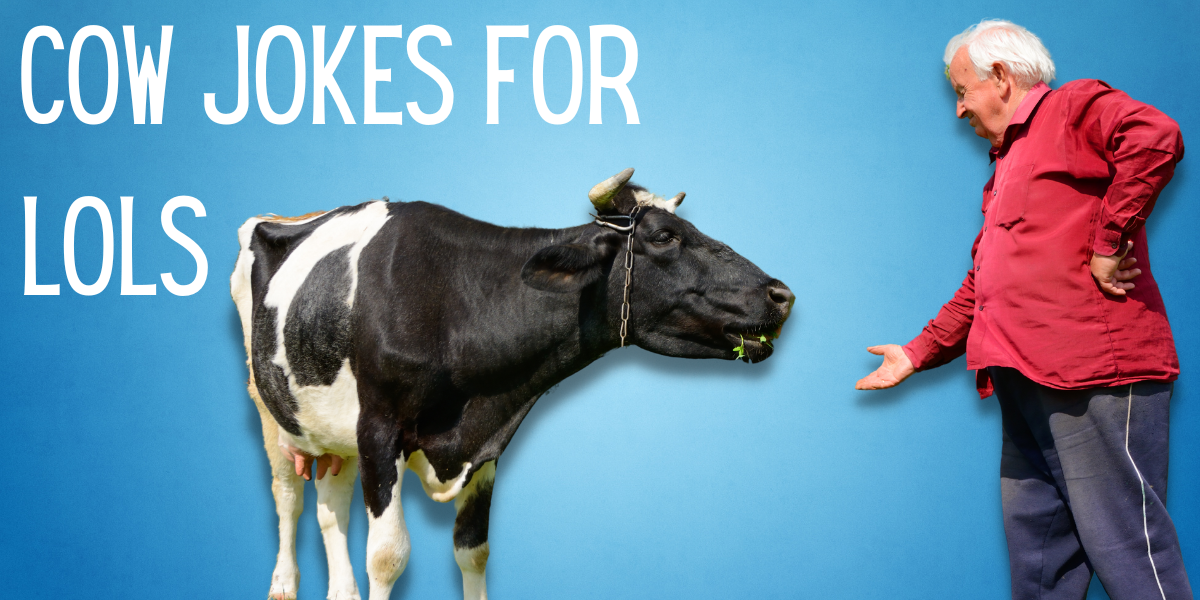 189 Of The Best Cow Jokes To Make You Lol Everythingmom